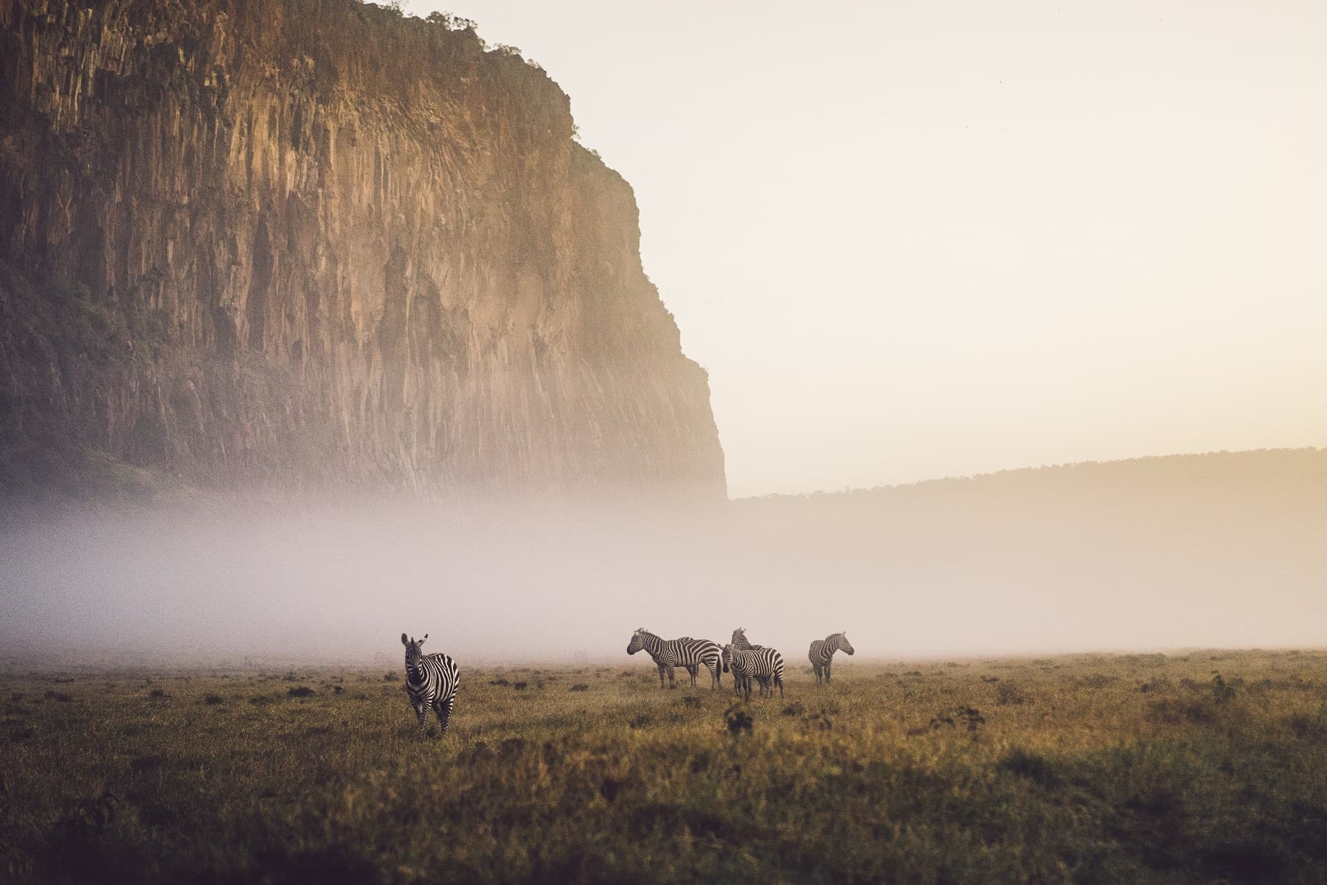 Zebras roaming the Kenyan savanna at golden hour